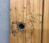 Strippped ledge & Brace Door
