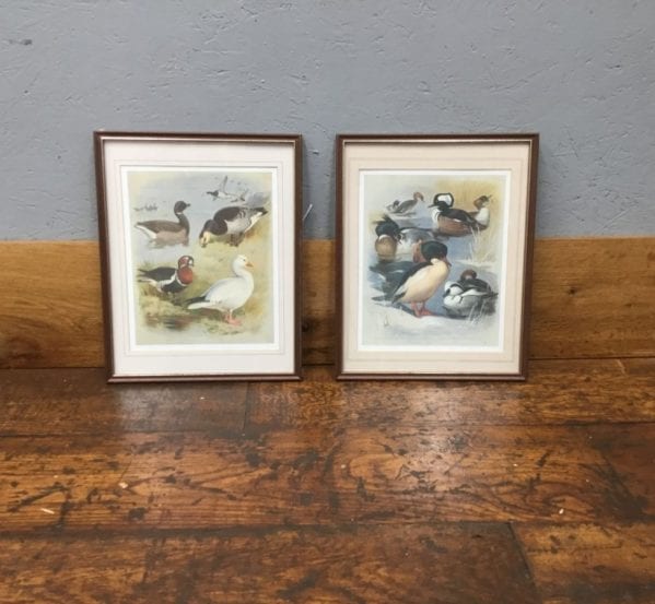 Framed Duck Prints