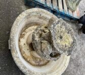 Frog Fountain On Feet