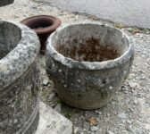 Traditional Grape Planter