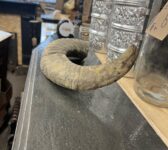 Weathered Ram Horn