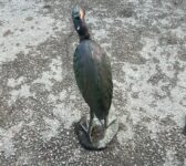 Cast Aluminium Bird Pair