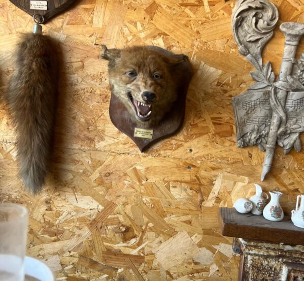 Antique 1927 British Fox Taxidermy Mask Mount