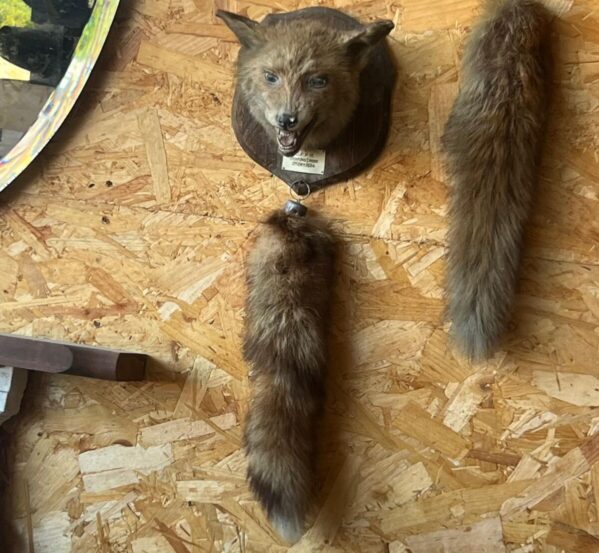 Antique 1934 Fox Taxidermy Mask Mount with Brush Tail
