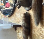 Antique 1934 Fox Taxidermy Mask Mount with Brush Tail