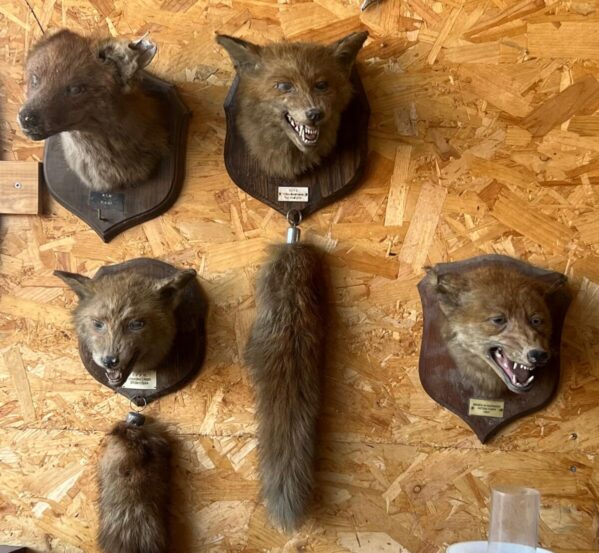 Antique Fox Taxidermy Mask Mount with Long Brush Tail
