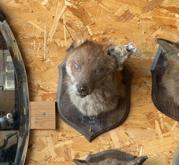 19th Century Antique Fox Head Taxidermy Plaque